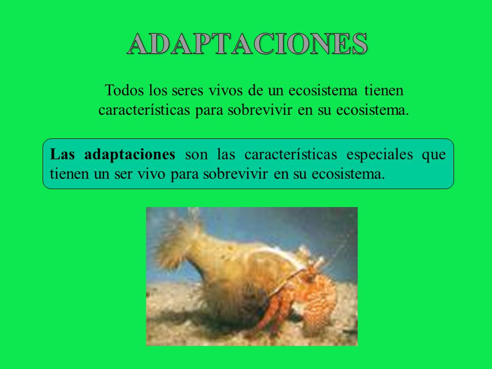 ADAPTACIONES Todos los seres vivos de un ecosistema tienen características para sobrevivir en su ecosistema.