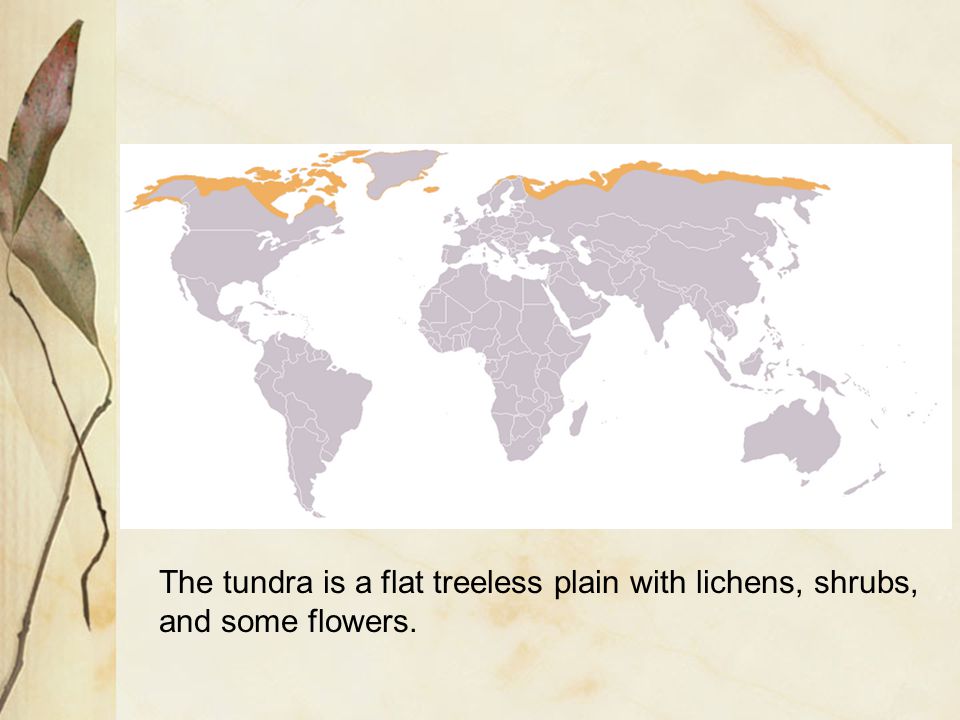 The tundra is a flat treeless plain with lichens, shrubs,