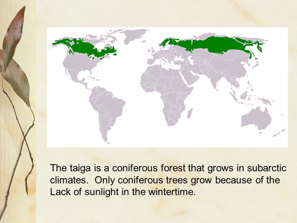The taiga is a coniferous forest that grows in subarctic