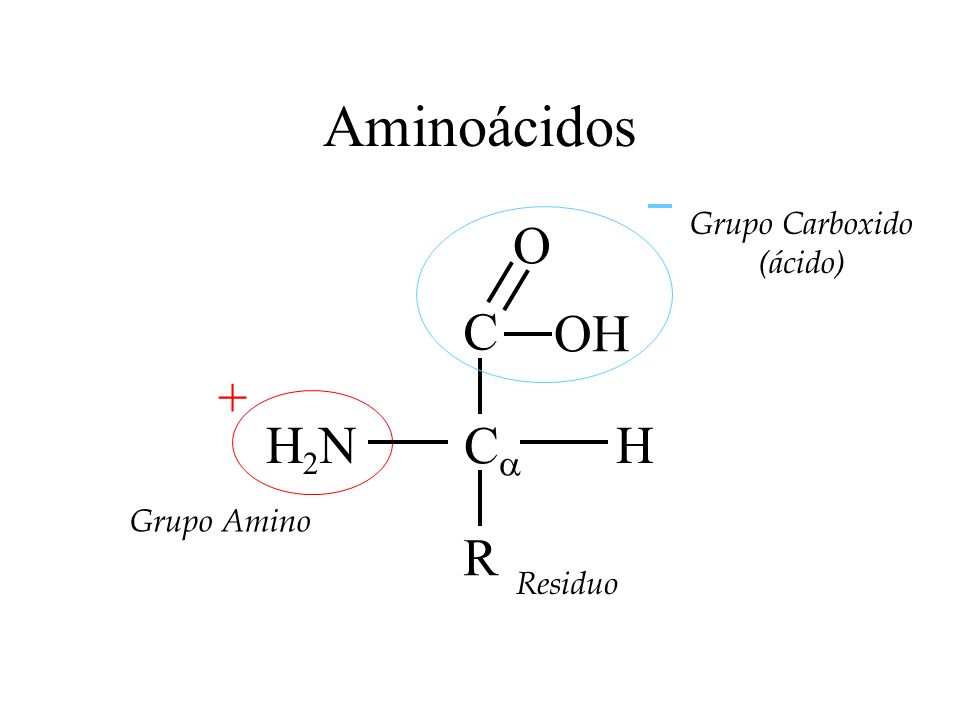 Aminoácidos Ca H H2N + C OH O R Grupo Carboxido (ácido) Grupo Amino
