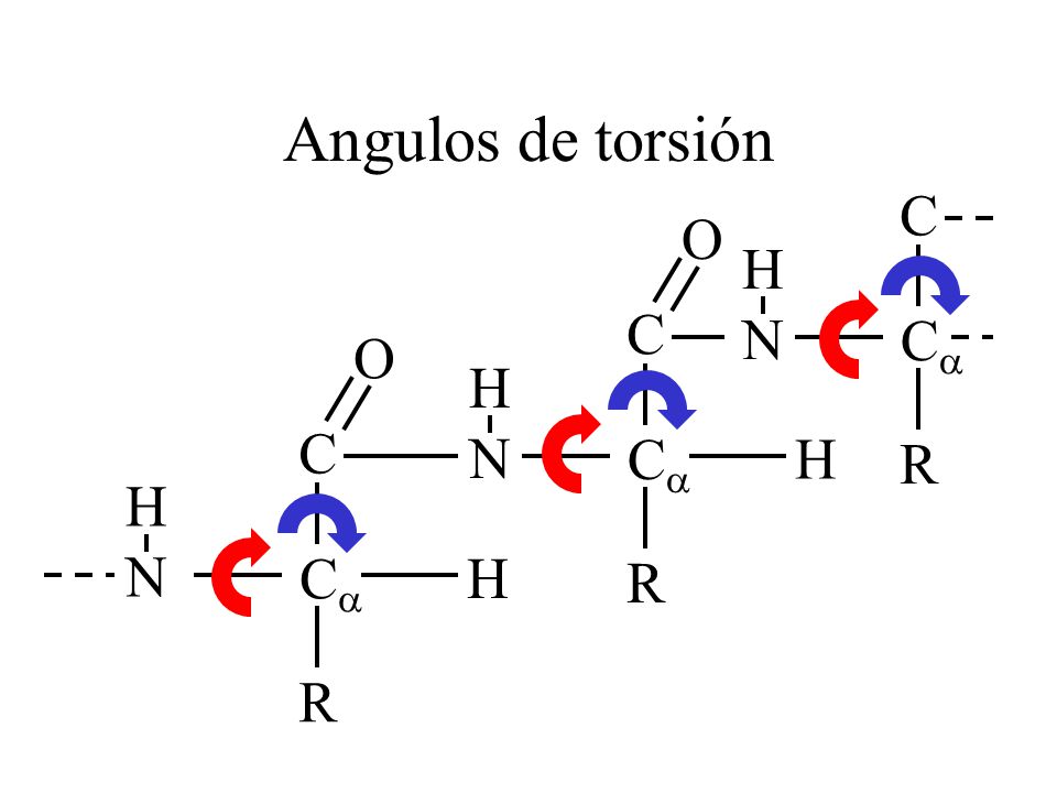 Angulos de torsión C O H N C Ca O H N C Ca H R H N Ca H R R