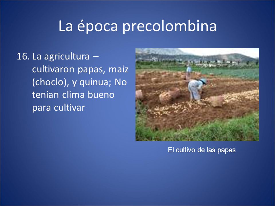 La época precolombina La agricultura – cultivaron papas, maiz (choclo), y quinua; No tenían clima bueno para cultivar.
