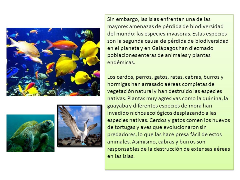 Sin embargo, las Islas enfrentan una de las mayores amenazas de pérdida de biodiversidad del mundo: las especies invasoras. Estas especies son la segunda causa de pérdida de biodiversidad en el planeta y en Galápagos han diezmado poblaciones enteras de animales y plantas endémicas.