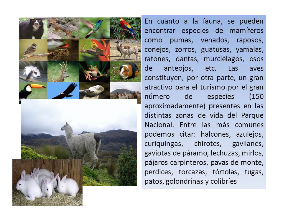 En cuanto a la fauna, se pueden encontrar especies de mamíferos como pumas, venados, raposos, conejos, zorros, guatusas, yamalas, ratones, dantas, murciélagos, osos de anteojos, etc.