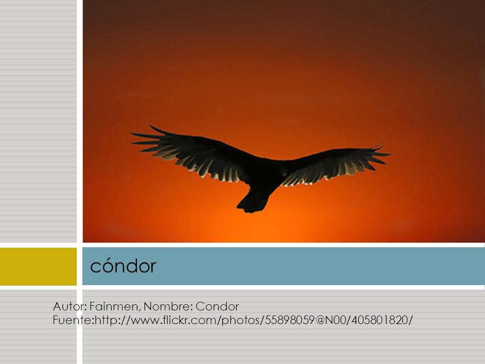 cóndor Autor: Fainmen, Nombre: Condor