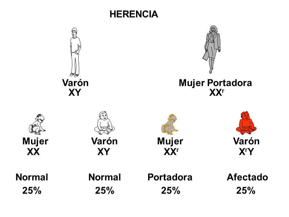 HERENCIA Varón Mujer Portadora XY XXr XY XX Varón Mujer XXr XrY Normal Portadora Afectado 25%