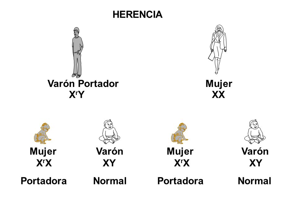 HERENCIA Varón Portador Mujer XrY XX XY Varón Mujer Portadora Normal XrX