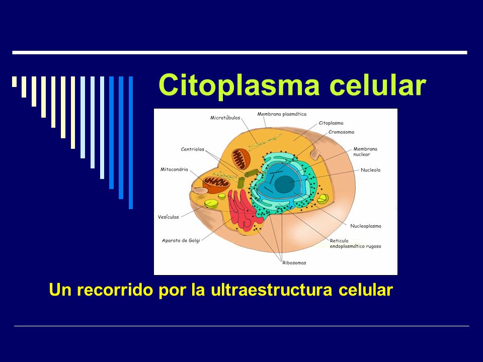 Un recorrido por la ultraestructura celular