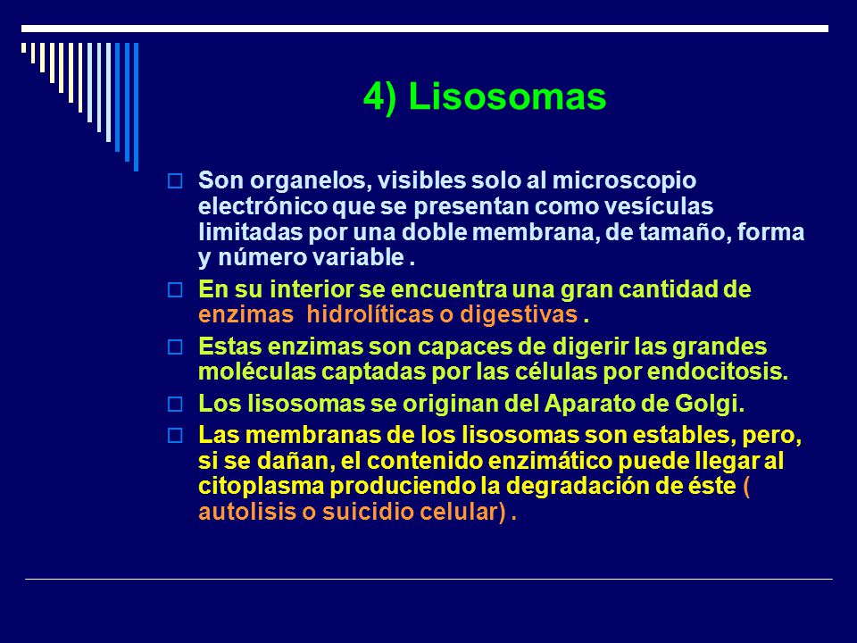 4) Lisosomas