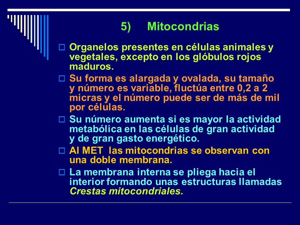 5) Mitocondrias Organelos presentes en células animales y vegetales, excepto en los glóbulos rojos maduros.