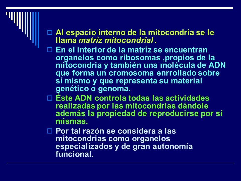 Al espacio interno de la mitocondria se le llama matríz mitocondrial .
