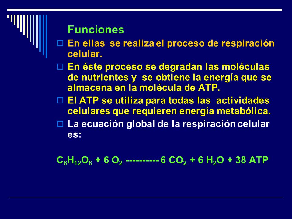 Funciones En ellas se realiza el proceso de respiración celular.
