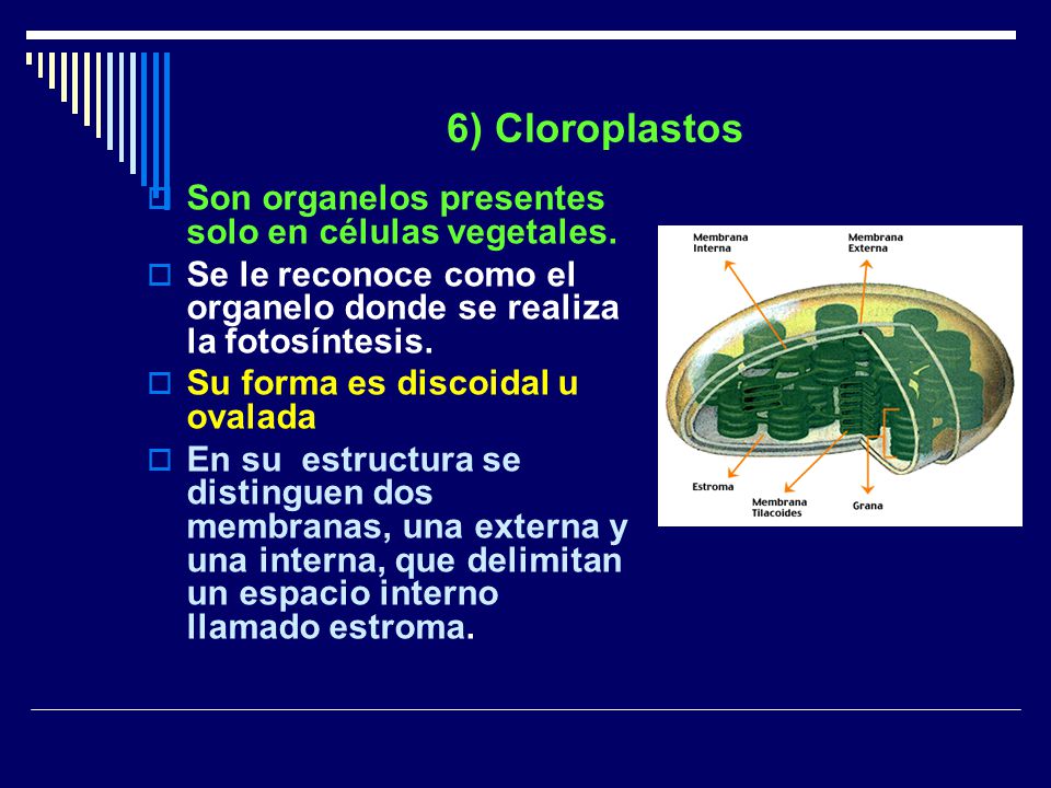 6) Cloroplastos Son organelos presentes solo en células vegetales.