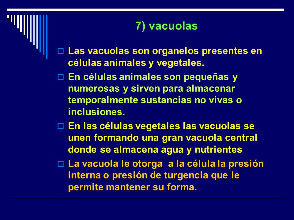 7) vacuolas Las vacuolas son organelos presentes en células animales y vegetales.