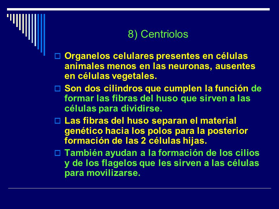 8) Centriolos Organelos celulares presentes en células animales menos en las neuronas, ausentes en células vegetales.