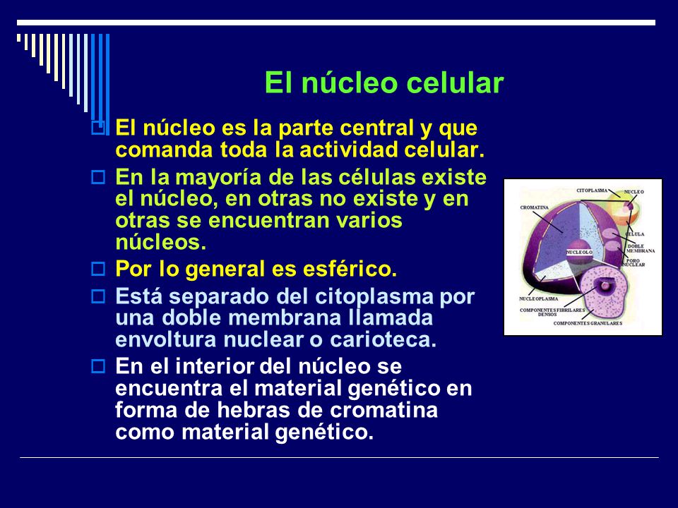 El núcleo celular El núcleo es la parte central y que comanda toda la actividad celular.