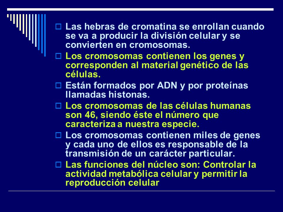 Las hebras de cromatina se enrollan cuando se va a producir la división celular y se convierten en cromosomas.