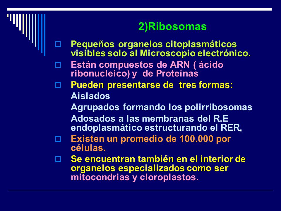 2)Ribosomas Pequeños organelos citoplasmáticos visibles solo al Microscopio electrónico.