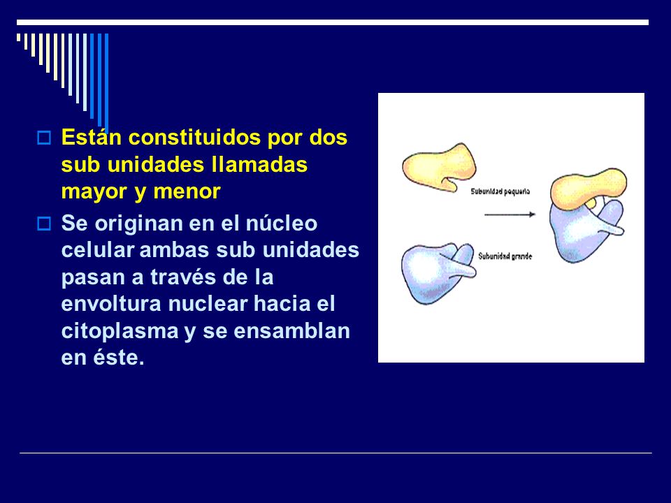 Están constituidos por dos sub unidades llamadas mayor y menor