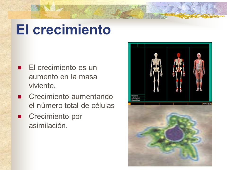El crecimiento El crecimiento es un aumento en la masa viviente.