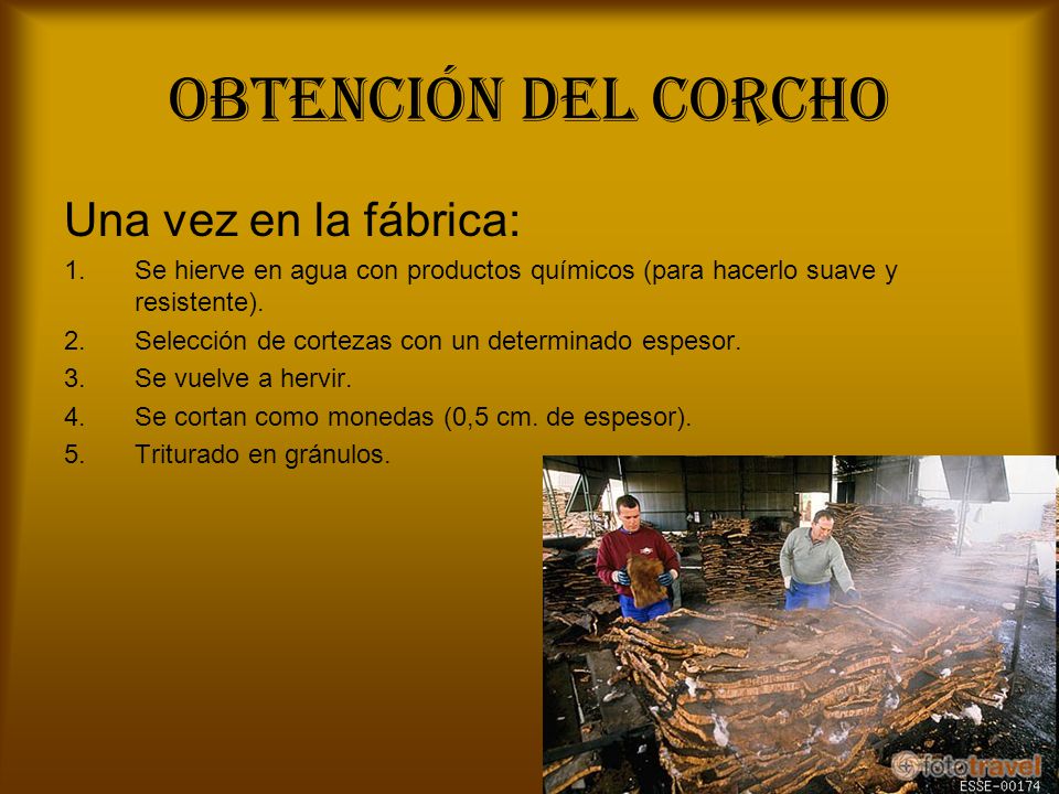 OBTENCIÓN DEL CORCHO Una vez en la fábrica: