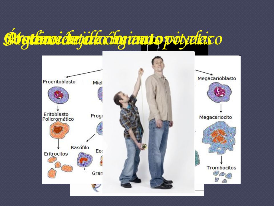 Órgano de crecimiento Produce tejido hematopoyetico Protección de órganos vitales Movimiento Sostén