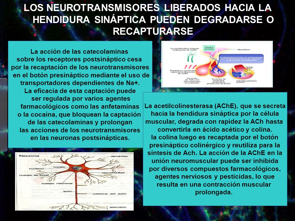 LOS NEUROTRANSMISORES LIBERADOS HACIA LA HENDIDURA SINÁPTICA PUEDEN DEGRADARSE O RECAPTURARSE
