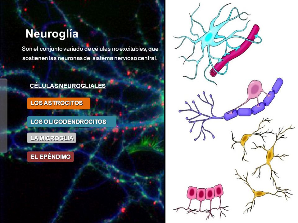 Neuroglía Son el conjunto variado de células no excitables, que sostienen las neuronas del sistema nervioso central.