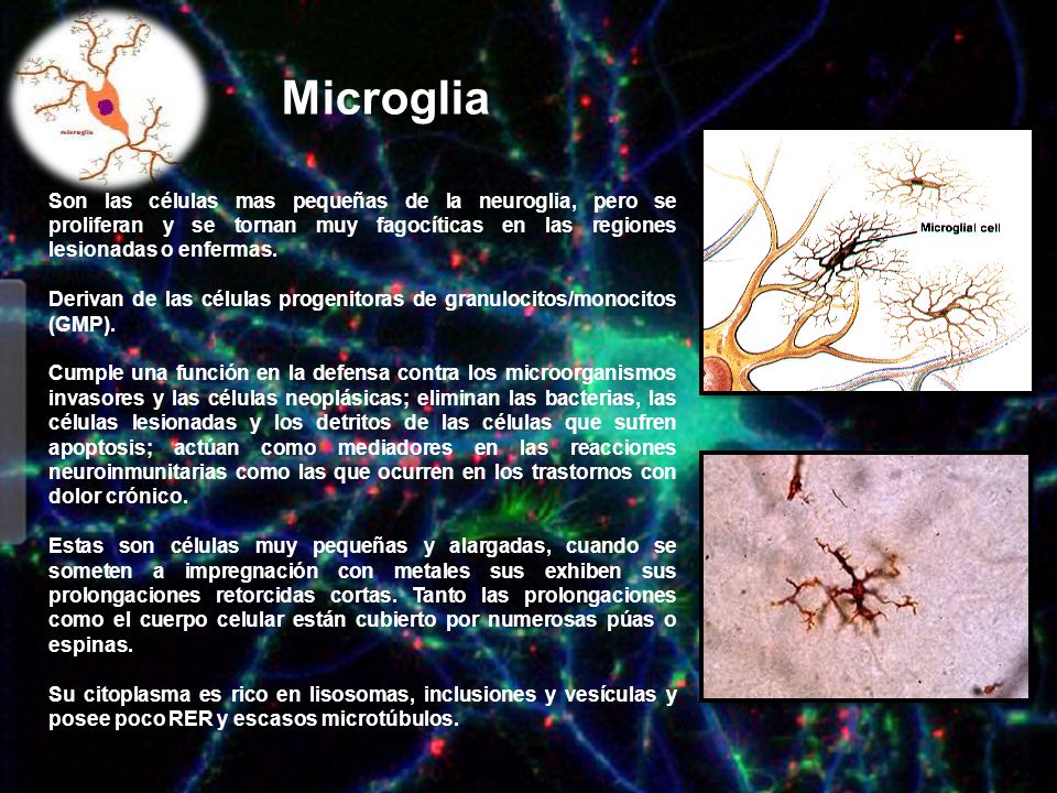 Microglia Son las células mas pequeñas de la neuroglia, pero se proliferan y se tornan muy fagocíticas en las regiones lesionadas o enfermas.