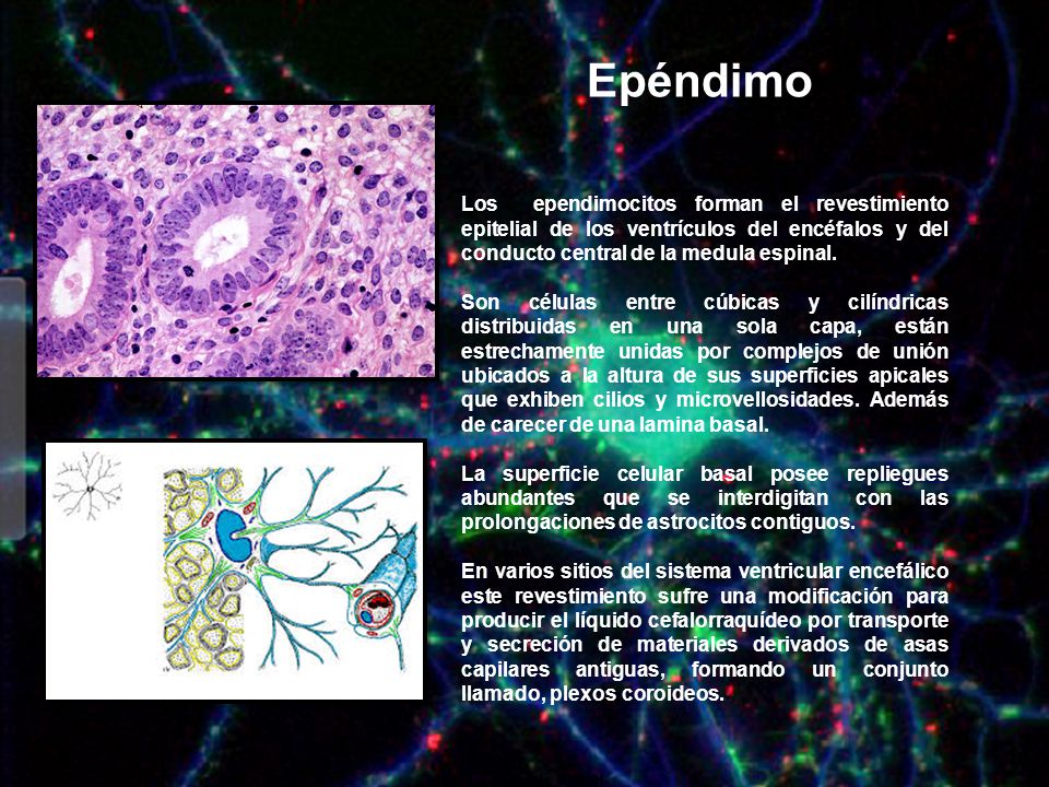 Epéndimo Los ependimocitos forman el revestimiento epitelial de los ventrículos del encéfalos y del conducto central de la medula espinal.