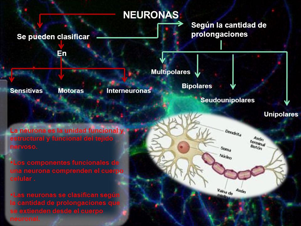 NEURONAS Según la cantidad de prolongaciones Se pueden clasificar En