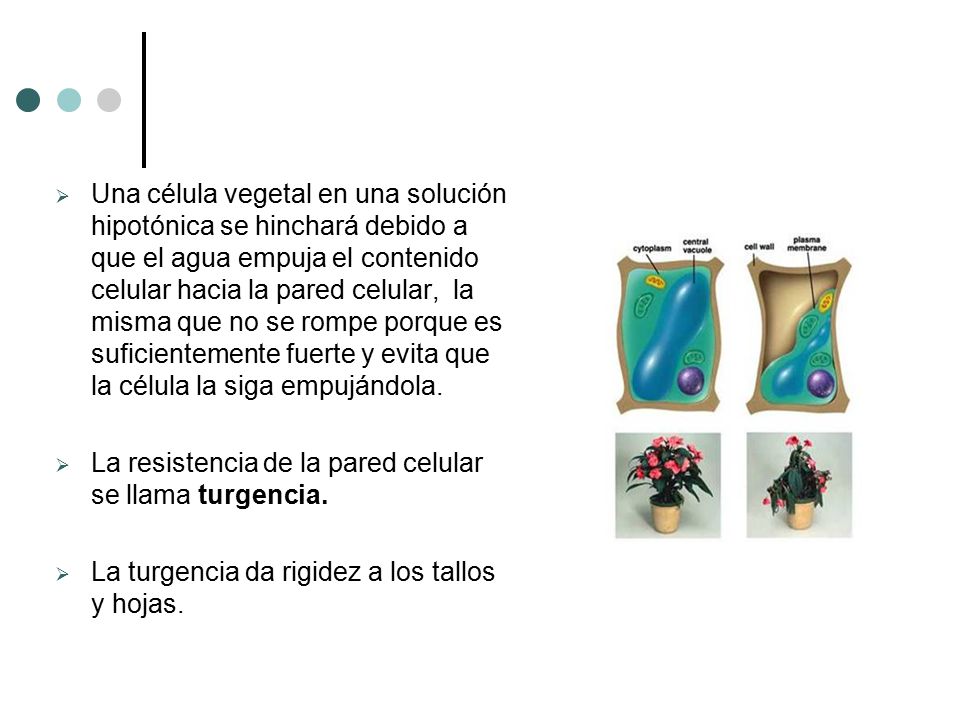 Una célula vegetal en una solución hipotónica se hinchará debido a que el agua empuja el contenido celular hacia la pared celular, la misma que no se rompe porque es suficientemente fuerte y evita que la célula la siga empujándola.