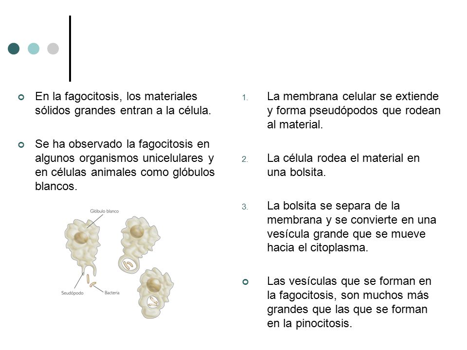 En la fagocitosis, los materiales sólidos grandes entran a la célula.