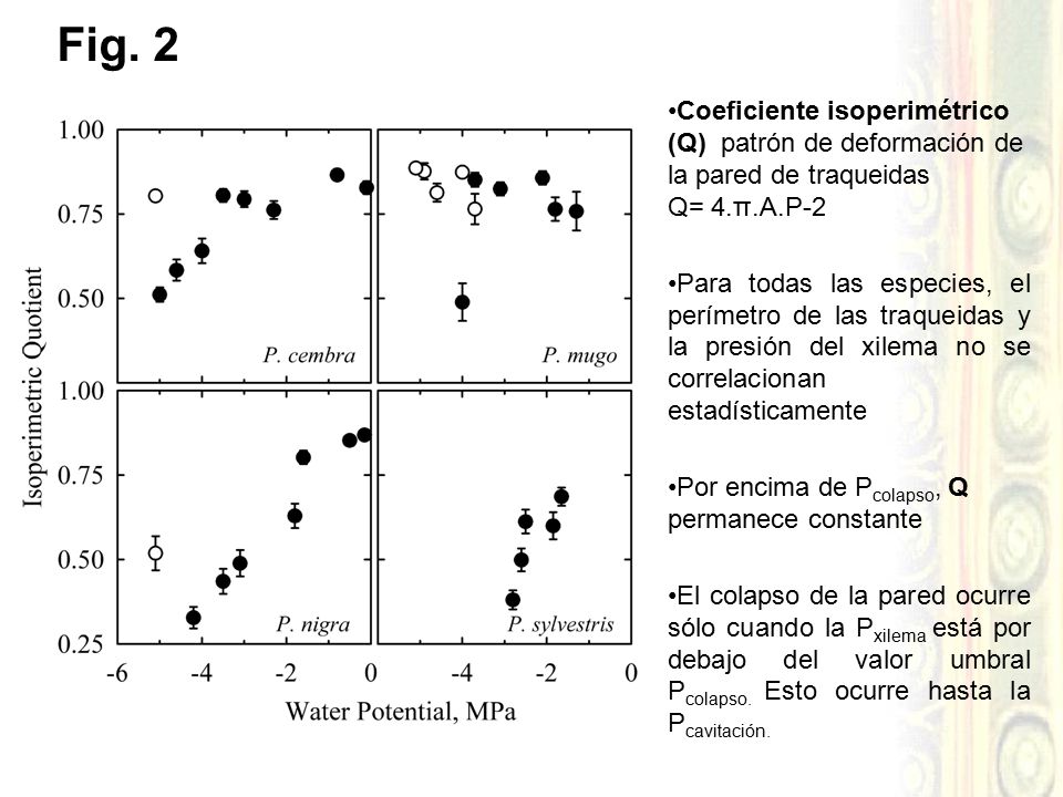 Fig. 2 Coeficiente isoperimétrico (Q) patrón de deformación de la pared de traqueidas Q= 4.π.A.P-2.