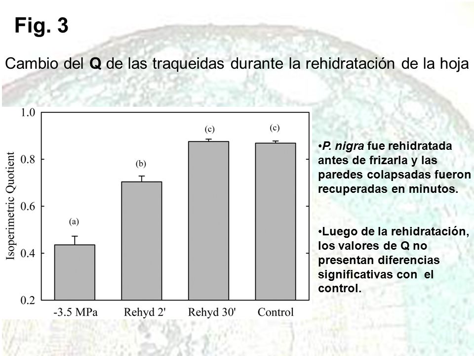 Fig. 3 Cambio del Q de las traqueidas durante la rehidratación de la hoja.