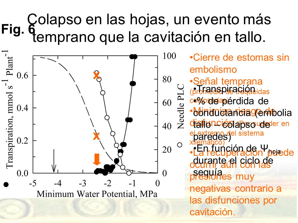 Colapso en las hojas, un evento más temprano que la cavitación en tallo.