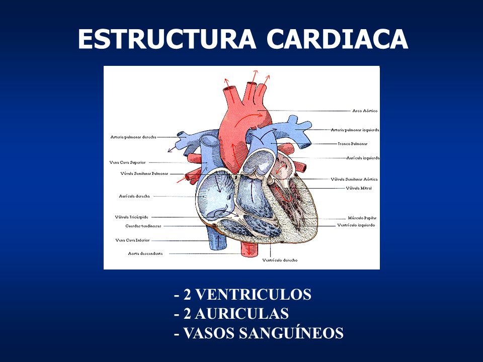 ESTRUCTURA CARDIACA - 2 VENTRICULOS - 2 AURICULAS - VASOS SANGUÍNEOS