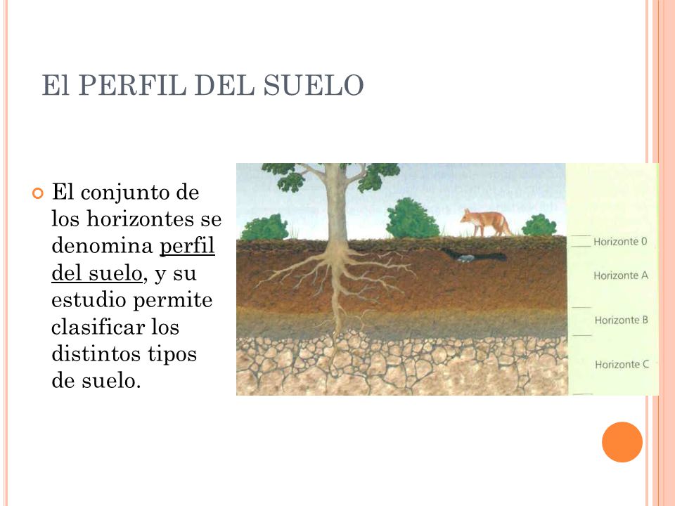 El PERFIL DEL SUELO El conjunto de los horizontes se denomina perfil del suelo, y su estudio permite clasificar los distintos tipos de suelo.