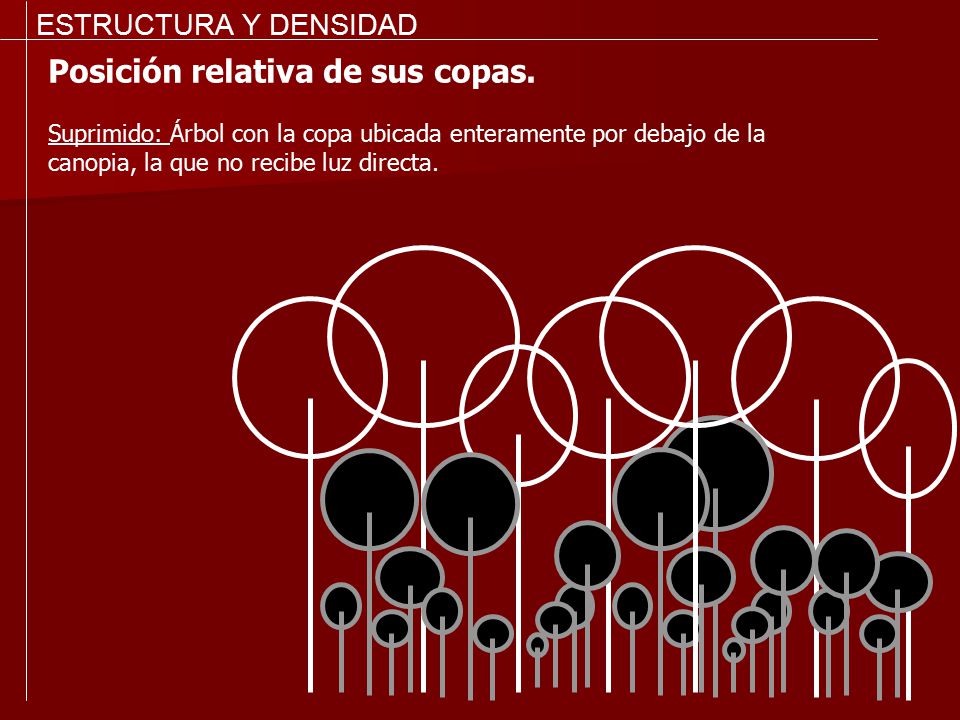 Posición relativa de sus copas.