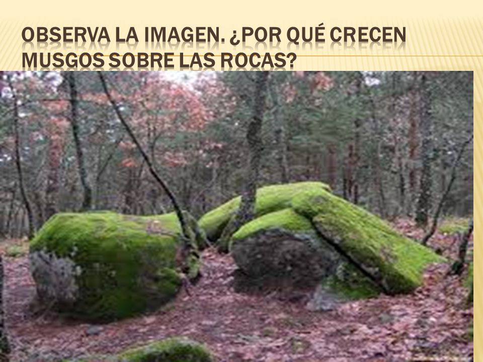 Observa la imagen. ¿Por qué crecen musgos sobre las rocas