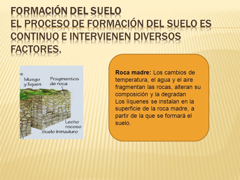 Formación del suelo El proceso de formación del suelo es continuo e intervienen diversos factores.