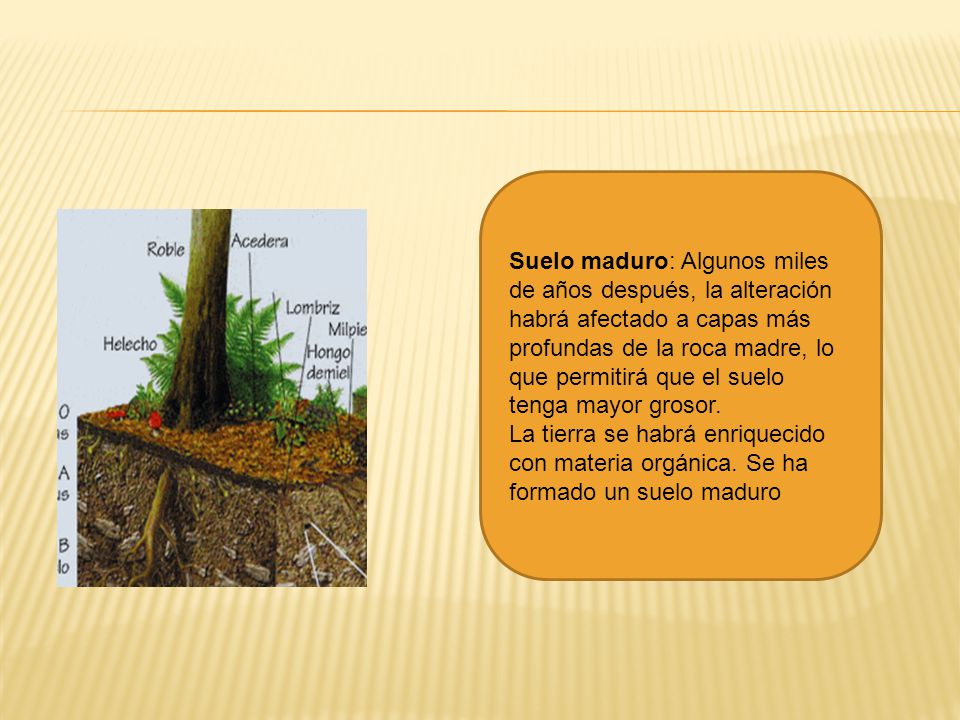 Suelo maduro: Algunos miles de años después, la alteración habrá afectado a capas más profundas de la roca madre, lo que permitirá que el suelo tenga mayor grosor.