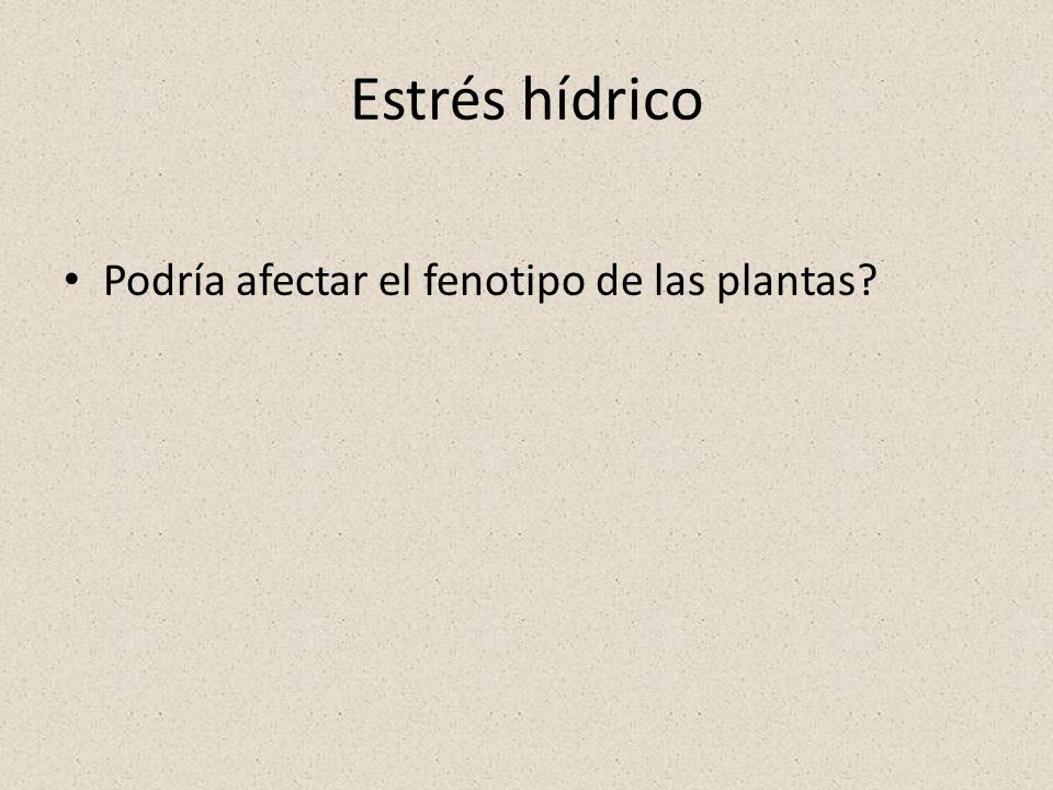 Estrés hídrico Podría afectar el fenotipo de las plantas