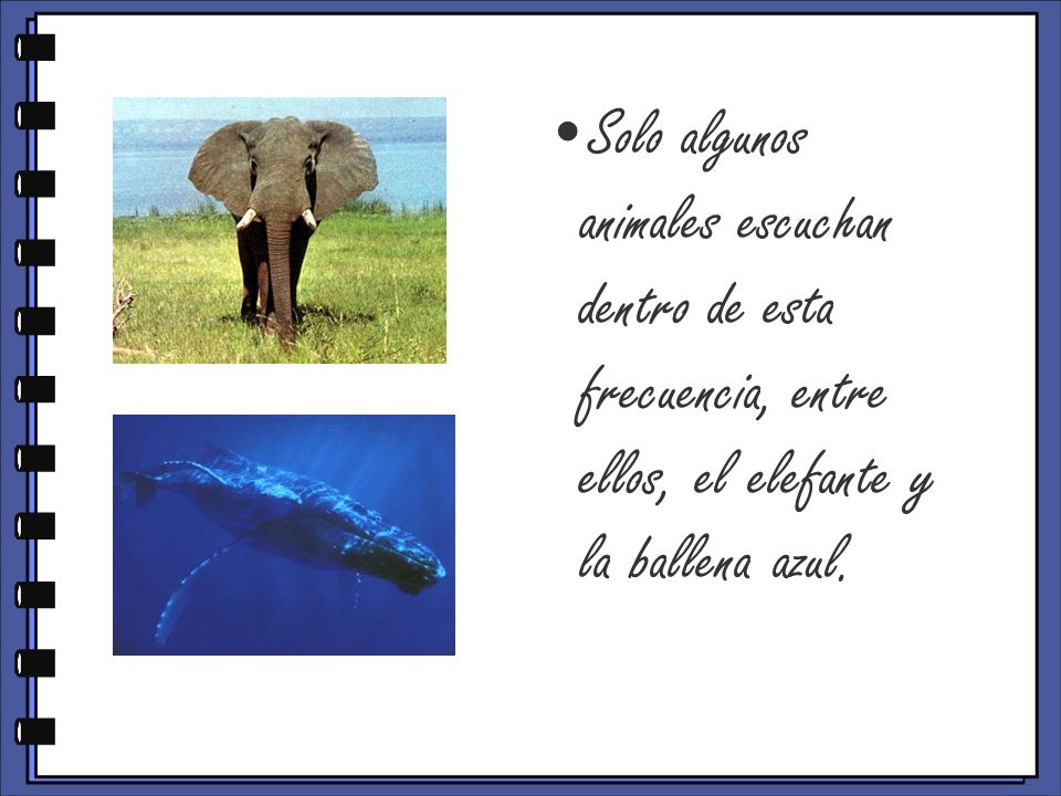 Solo algunos animales escuchan dentro de esta frecuencia, entre ellos, el elefante y la ballena azul.