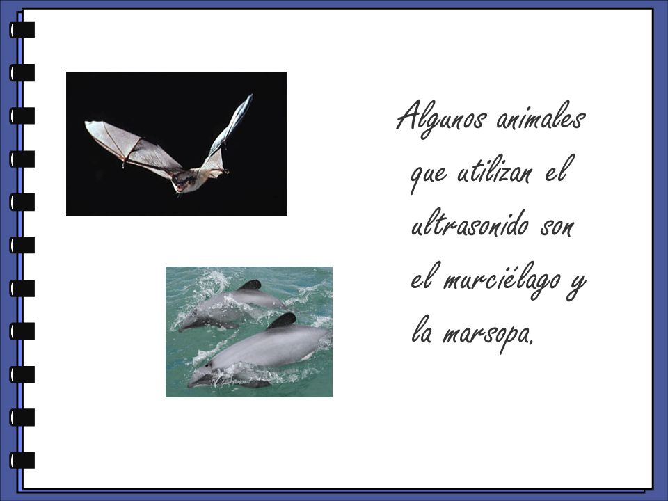 Algunos animales que utilizan el ultrasonido son el murciélago y la marsopa.