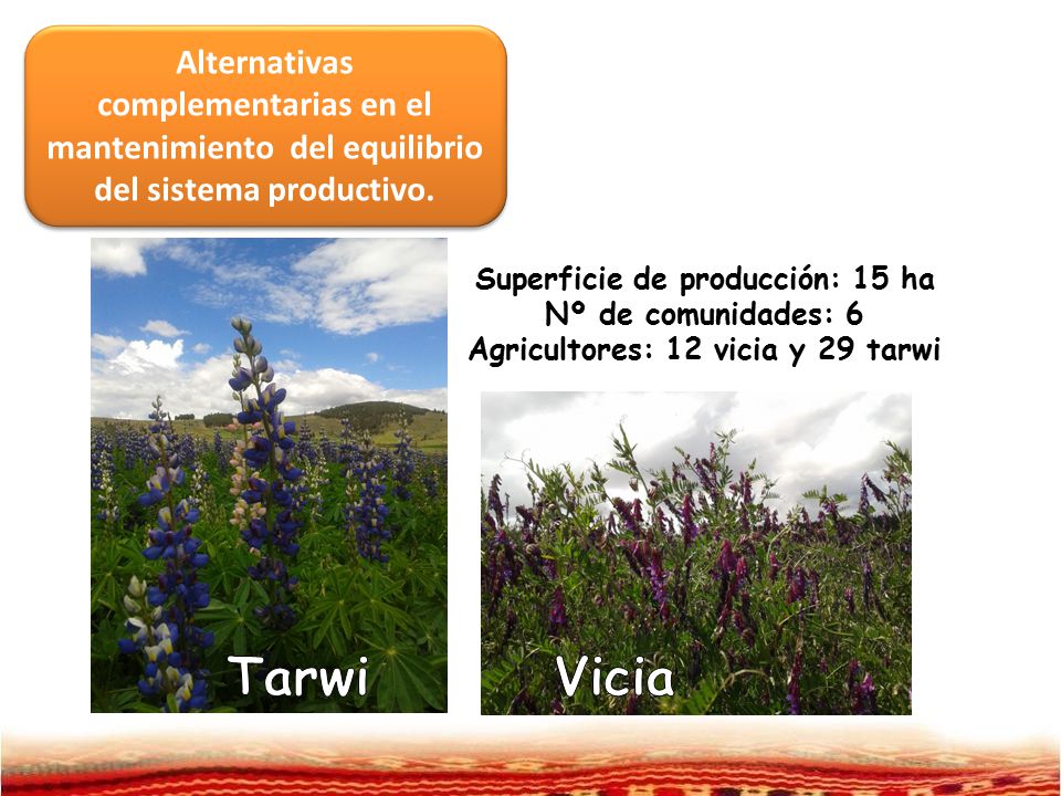 Superficie de producción: 15 ha Agricultores: 12 vicia y 29 tarwi