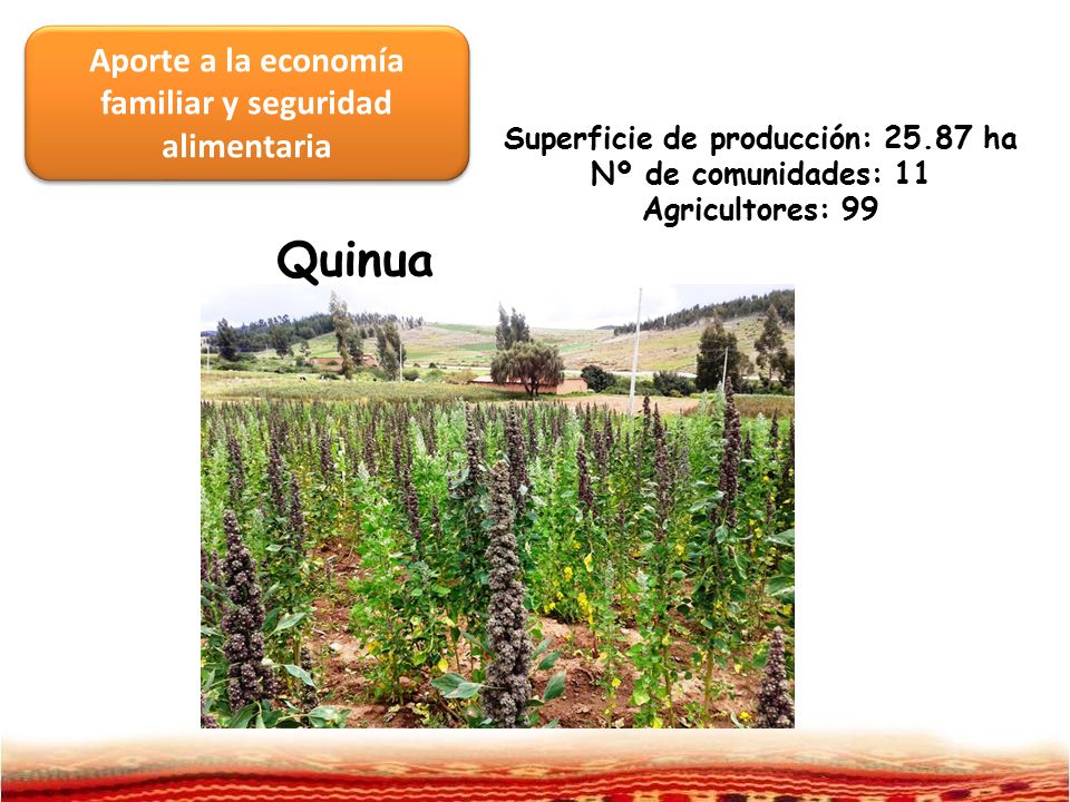 Quinua Aporte a la economía familiar y seguridad alimentaria