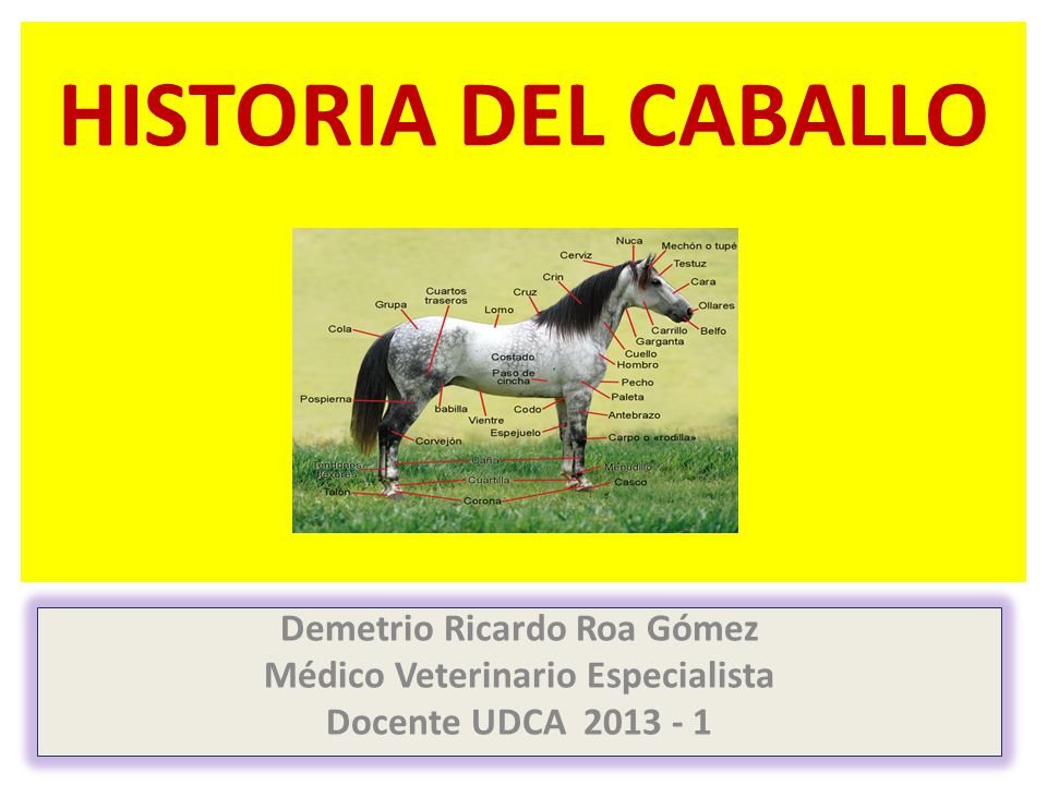 Demetrio Ricardo Roa Gómez Médico Veterinario Especialista