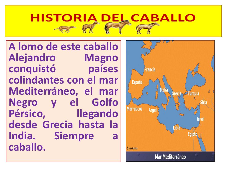 A lomo de este caballo Alejandro Magno conquistó países colindantes con el mar Mediterráneo, el mar Negro y el Golfo Pérsico, llegando desde Grecia hasta la India.