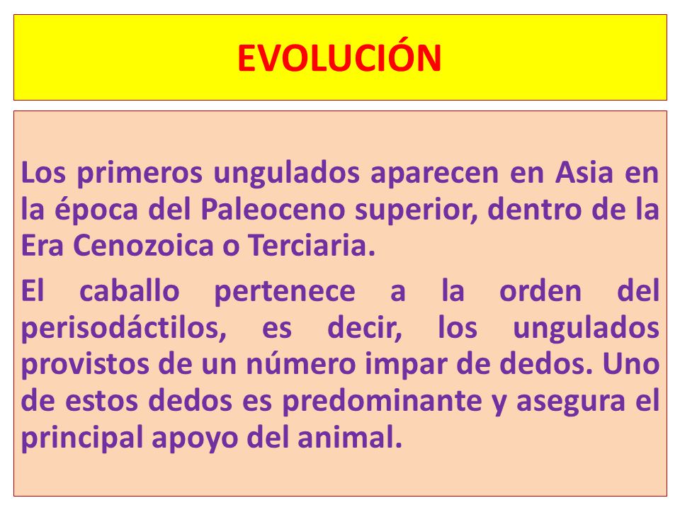 EVOLUCIÓN Los primeros ungulados aparecen en Asia en la época del Paleoceno superior, dentro de la Era Cenozoica o Terciaria.
